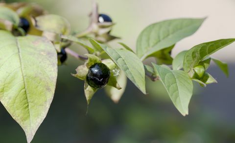 Smrtonosna jagoda (Atropa bella-donna)