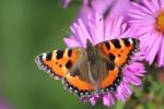 David Attenborough želi, da se letos poleti udeležimo velikega števila metuljev 2017