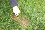 Preveri zajčja gnezda pred košnjo travnika to poletje