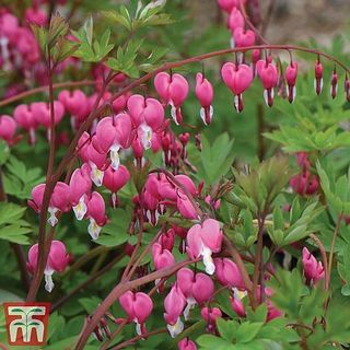 Dicentra спектblis