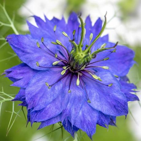 gojenje rezanega cvetja nigella