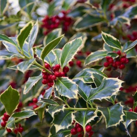 božični vrtni okraski, holly s plodovi ilex aquifolium detajl rdečega sadja tega tipičnega božičnega drevesa na prostem