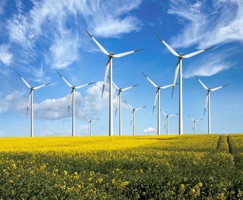 Okolju prijazne vetrnice - obnovljiva energija - na poljih rumenega cvetja