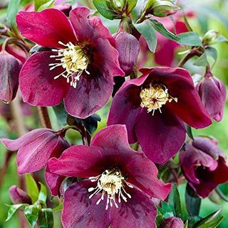 50 kosov Redki Helleborus orientalis 'Onyx Odyssey' Cvetna semena