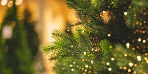 ozadje božičnega drevesa