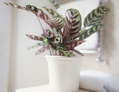 Calathea makoyana, rastlina Pava, ki raste v belem keramičnem loncu