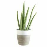 Rastlina aloe vere