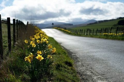 Narcis (Narcis) cveti na podeželski cesti