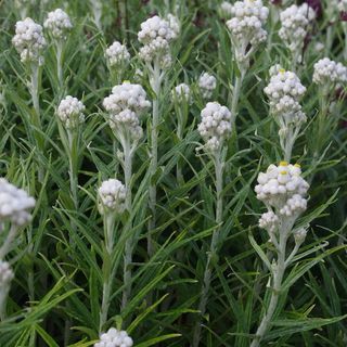 Anaphalis Margaritacea, biserno večna