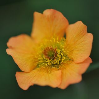 Geum 'Totally Tangerine'