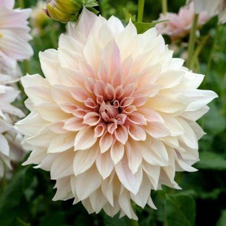 Dahlia Cafe au Lait - paket treh