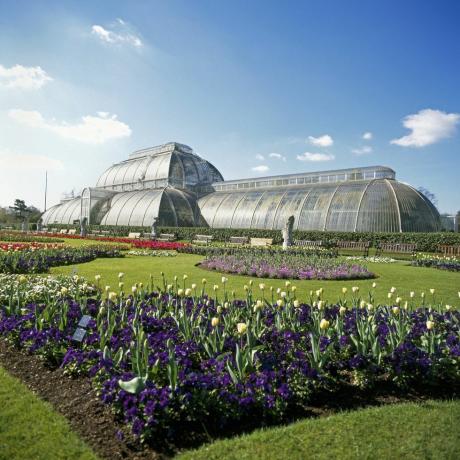 Zimski vrt Palm House in cvetje Kew Gardens