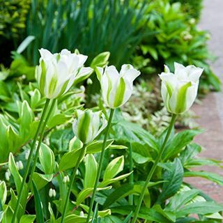 Tulipa 'Pomladno zelena'