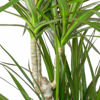 Dracaena marginata rdeče obrobljena