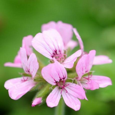 Pelargonija 