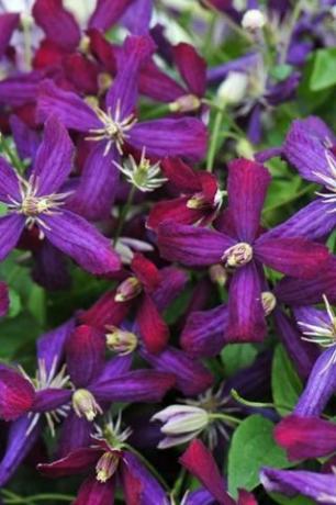 Clematis 'Sweet Summer Love'