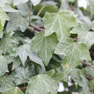 Hedera helix 'Green Ripple'