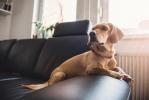 Prvih 10 stvari, ki jih lastniki psov počnejo, ko svojega hišnega ljubljenčka pustijo doma