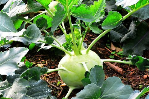 Kohlrabi, koreninovo zelje