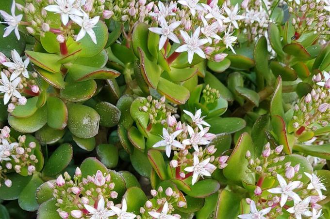 crassula ovata ovata znana tudi kot rastlina žad, rastlina sreče, rastlina denarja ali drevo denarja