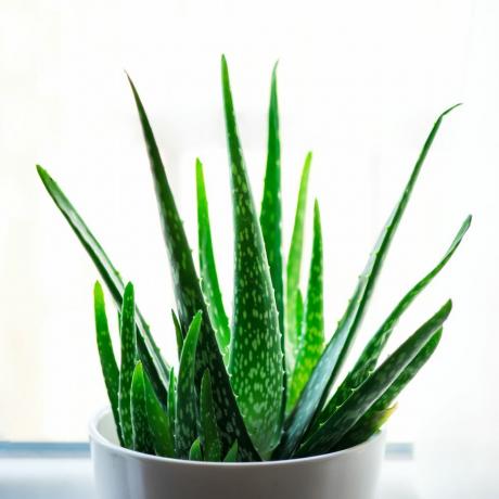 rastlina aloe vera v belem cvetličnem loncu