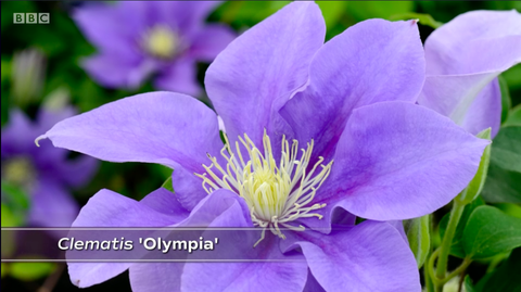 clematis 'olimpija'