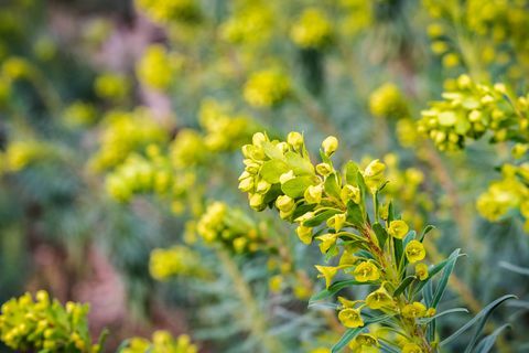 Cvet Euphorbia characias "Wulfenii"