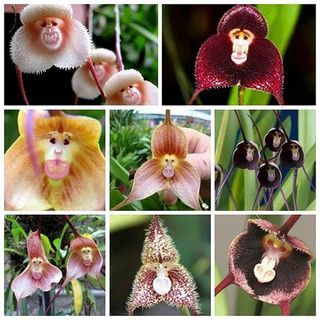 Orhideja Drakula (100 semen)