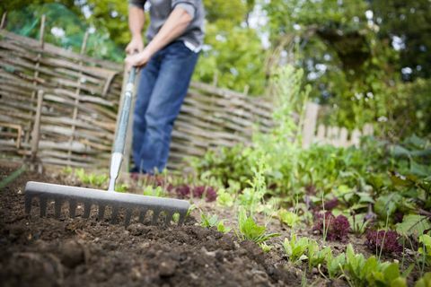 Vrtnar s kovinskimi grabljemi za izravnavo izpraznjenega zaplata zemlje na dvignjeni postelji v zelenjavnem vrtu pred sajenjem novih semen.