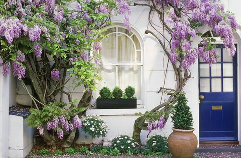 Wisteria se vzpenja po steni hiše z okensko škatlo