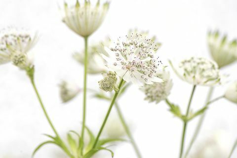 Bele Astrantia glavne poletne rože 