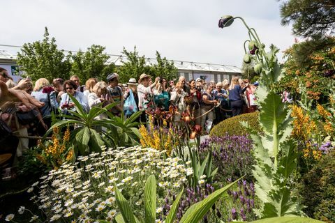 Množice obiščejo razstavo Chelsea Flower Show v Londonu