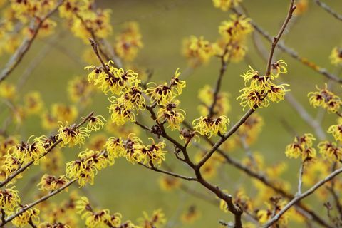 Cvetoča čarovnica lešnik -Hamamelis intermedia