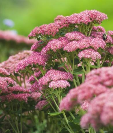 sedum jesensko veselje 'herbstfreude'