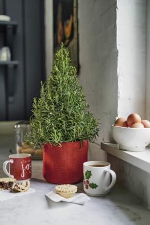 Rožmarinovo božično drevo, Waitrose in partnerji