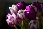 5 najbolj romantičnih cvetov