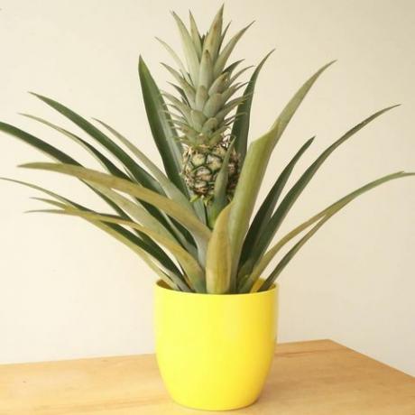 Ananas rastlina