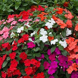 Impatiens (Zasedena Lizzie) Beacon