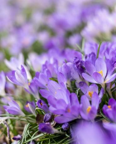 svetlo vijolični in beli cvetovi krokusov na gozdnih tleh so jasen znak, da je pomlad na poti, da se celotna gozdna tla spremenijo v teze majhne in zelo nežne pisane rože