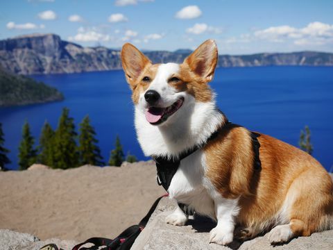 pembroke welsh corgi