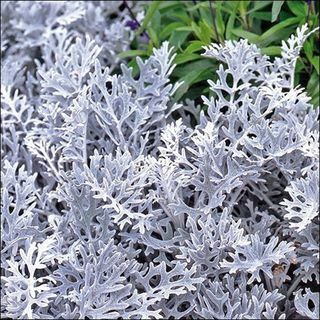 Cineraria Dusty Miller Plant Seeds 200 + Semena