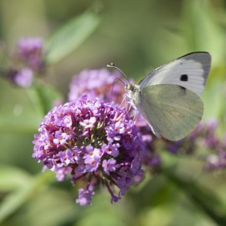 mali beli metulj, pieris rapae, aka kapusov beli metulj, ki se hrani z nektarjem iz cveta buddleje