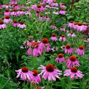 Echinacea Purpurea Coneflower