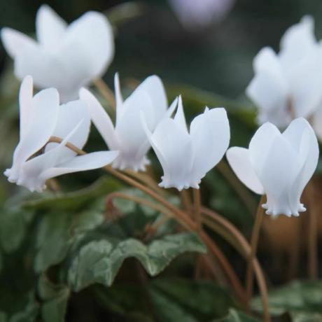 Cyclamen hederifolium