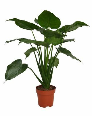 Sobna rastlina Alocasia Cuculata
