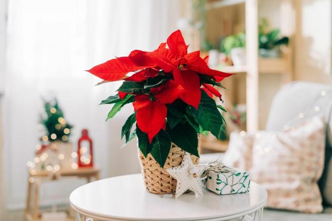 čudovita božična zvezda v pletenem loncu, darila in prostor za besedilo na zamegljenem ozadju praznične dekoracije tradicionalna božična zvezda cvet