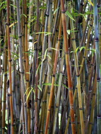 Bambus na vrtu