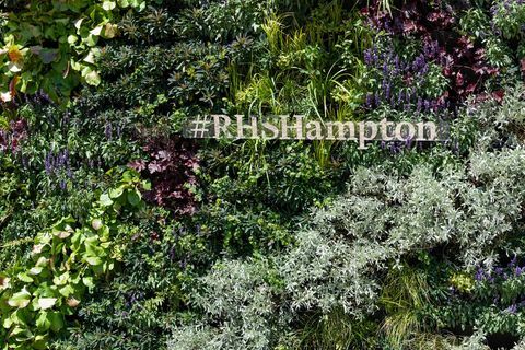 živa stena na cvetlični razstavi rhs hampton court Palace 2018