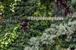 Preostale razstave cvetja RHS odpovedane za leto 2020, vključno s Hamptonom