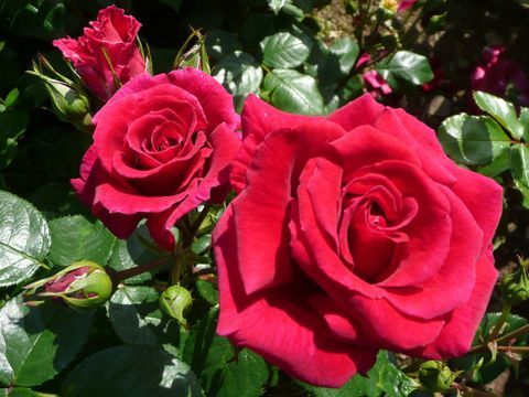 'Lovestruck' (Dicommatac) - poimenovana Rose of the Year 2018 na razstavi cvetja RHS Hampton Court Palace